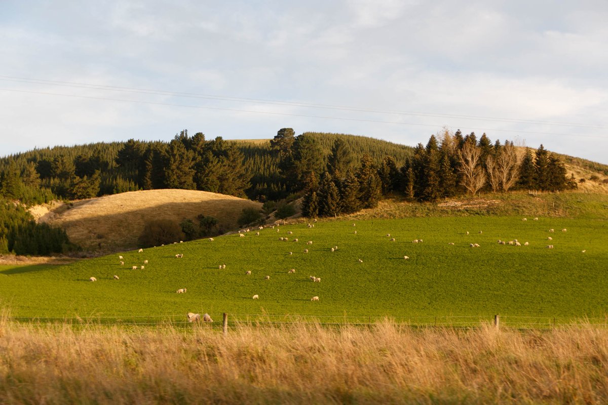 Back to New Zealand 1