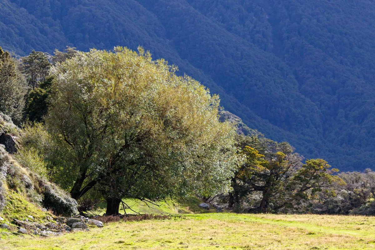 Back to New Zealand 12