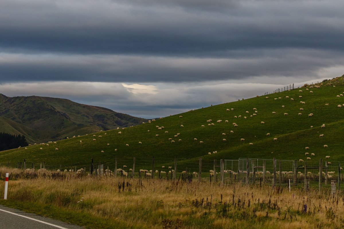 Back to New Zealand 18